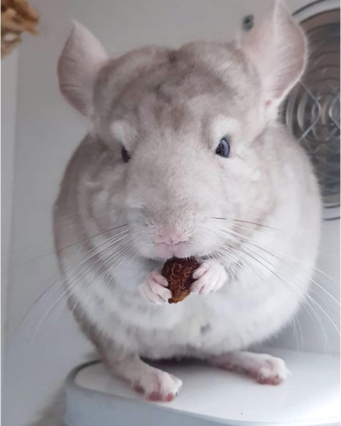Exotic Nutrition Dried Rose HIPS (3 oz.) - Healthy Natural Treat for Small Pets like Chinchillas, Guinea Pigs, and More