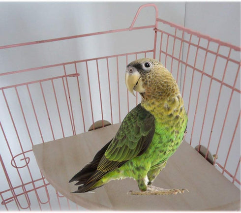 CoscosX Chinchilla Parrot Cage Perch,Wooden Platform Stand,Cage Perches,Tree Springboard,Corner Shelf Laddered,Hanging
