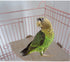 CoscosX Chinchilla Parrot Cage Perch,Wooden Platform Stand,Cage Perches,Tree Springboard,Corner Shelf Laddered,Hanging