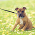 MayPaw 6FT Leather Dog Leash | Soft and Strong 5/8 Inch with Extra D-Ring for Waste Bags, Training Lead for Dogs