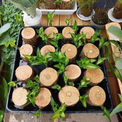 Oulores Brazilian Wood Plant Brazilian Lucky Wood Plant