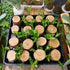 Oulores Brazilian Wood Plant Brazilian Lucky Wood Plant