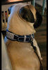 Dazzling Rhinestone Dog Collar, Soft Suede Reflective Crystal Diamond Collar for Medium & Large Dogs (Hot Pink,