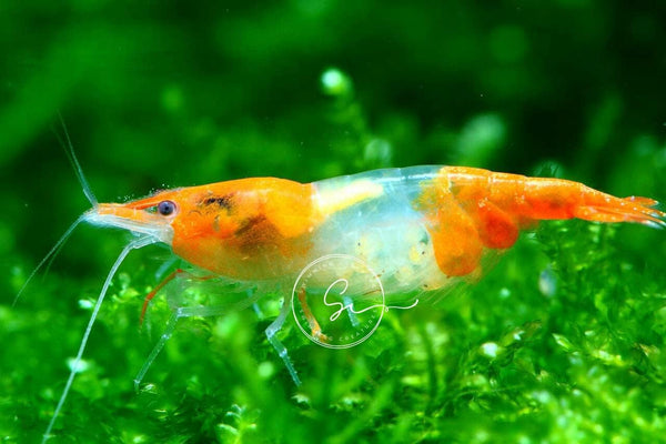 Swimming Creatures Freshwater Aquarium Shrimp - A Perfect Combo to Brighten Your