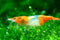 Swimming Creatures Freshwater Aquarium Shrimp - A Perfect Combo to Brighten Your