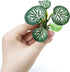 6PCS Betta Silk Plastic Plants - Aquarium Decorations for Fish Tank