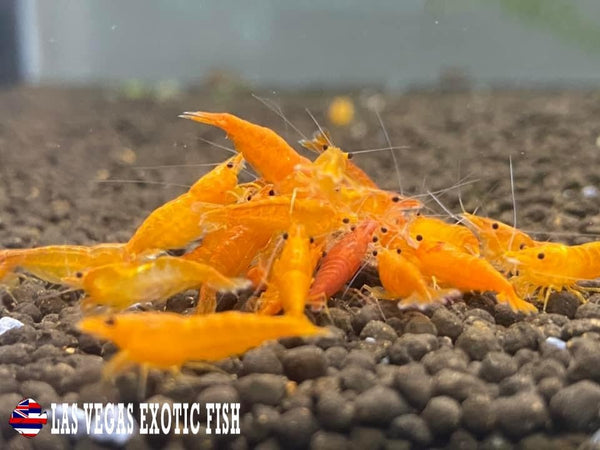 Las Vegas Exotic Fish 10 Orange Sunkist Neocaridina Shrimp Live Freshwater Shrimp Aquarium Inverts (Orange Sunkist)
