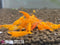 Las Vegas Exotic Fish 10 Orange Sunkist Neocaridina Shrimp Live Freshwater Shrimp Aquarium Inverts (Orange Sunkist)