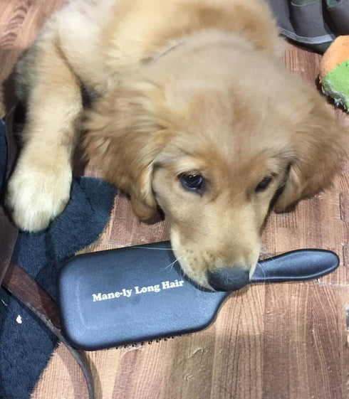 Dog Conditioner