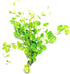 nummularia 2 1 Marcus Fish Tanks Golden Lloydiella Creeping Jenny Lysimachia Aurea Live Aquarium Plants Buy Get