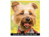 Small Dog Toothbrush, Rounded Brush Head with Soft Flexible Bristles for Gentle Brushing, Multicolor