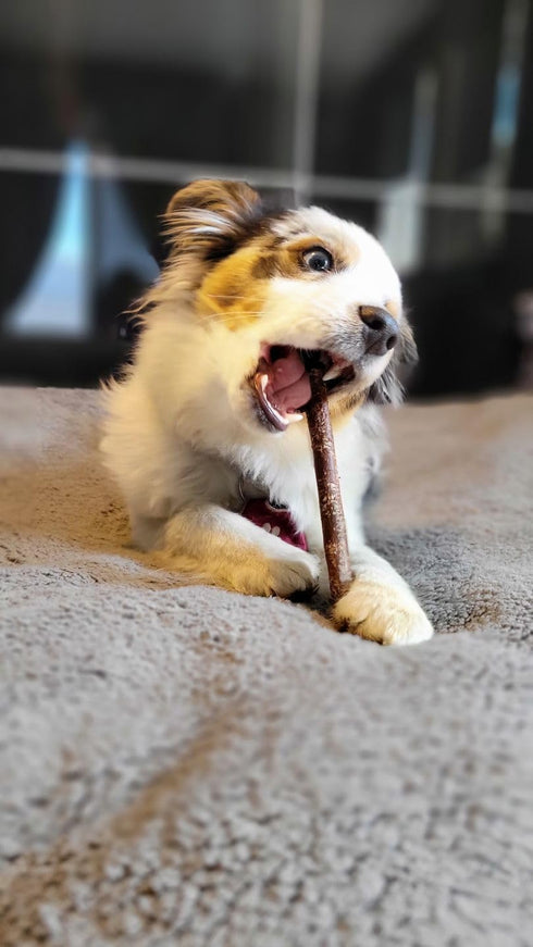 (6 Inch, 10 Pack) Bully Bunches Collagen Wrapped in Beef Bully Stick | Consistently Sized, All-Natural, Long Lasting