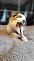 (6 Inch, 10 Pack) Bully Bunches Collagen Wrapped in Beef Bully Stick | Consistently Sized, All-Natural, Long Lasting