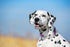 Dark Purple Martingale Collar for Dogs, Reflective Nylon Adjustable Stainless Steel Chain for Small Medium Large Dogs, L