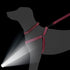 Mile High Life Night Reflective Double Adjustable Band Nylon Small Puppy Pet Dog Combo Collar Leash Set