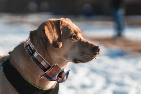 Maca Bates Checkered Dog Collar with Grid Bow Plaid Bowtie, Adjustable Breakaway Collars for Small to XL Dogs