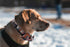 Maca Bates Checkered Dog Collar with Grid Bow Plaid Bowtie, Adjustable Breakaway Collars for Small to XL Dogs