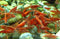 Generic 20+ Red Neocaridina Shrimp Live Freshwater Aquarium Fish