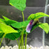 Smoothedo-Pets Fish Tank Decor, Betta Leaf Pad Hammock, 6 Inch Plastic Artificial Plant for Small Tanks