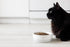 Pearhead Paws Off Ceramic Cat Bowl - Small Food and Water Bowl for Cats, Microwave & Dishwasher Safe