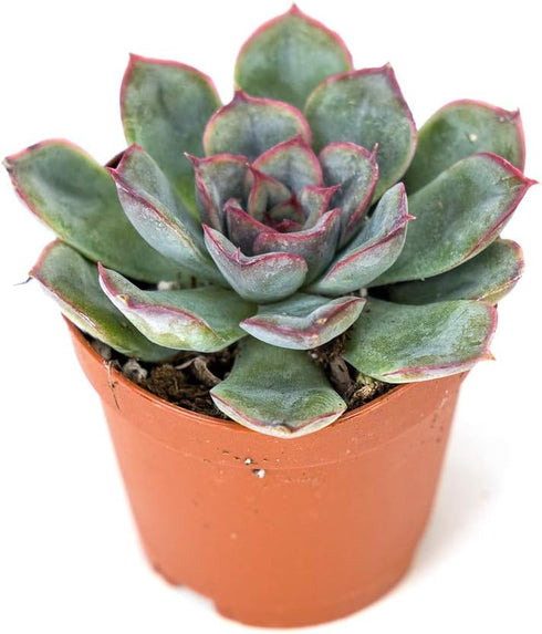 Josh's Frogs Desert Plant Kit - Bioactive Terrarium Plants (Extra Small)