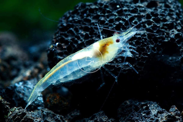 Swimming Creatures Premium Neocaridina Shrimp Freshwater Aquarium Shrimp (10, Premium Snowball)