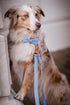 Soft Leather Bowtie Dog Collar, Adjustable Cute Bow Tie Collar with Rose Gold Heavy Duty Metal Buckle for Dogs, Blue S