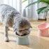 3pcs Elevated Cat Bowls, Raised Feeding Bowls with Stand, Anti Vomit Cat Food Bowl, Tilted Cat Feeder Dishes