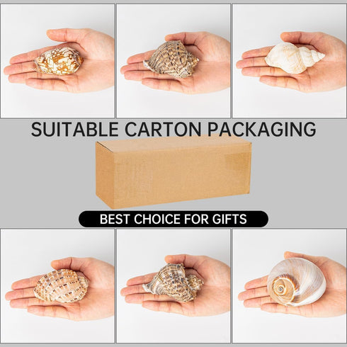 BAIHILIU 6PCS 2.8" 3.9", 1.5" 2.5", Large Hermit Crab Shells, Natural Sea Conch Shell Size - Opening Size - Turbo