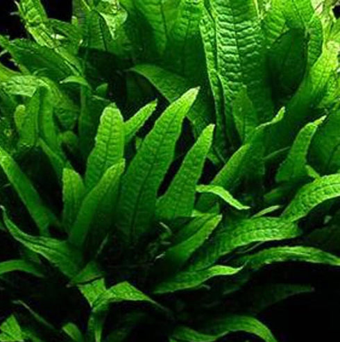 Aquatic Discounts 3 BUY2GET1FREE! Different Beginner/Super Easy Live Aquarium Plants - Bacopa + Hornwort + Java Fern