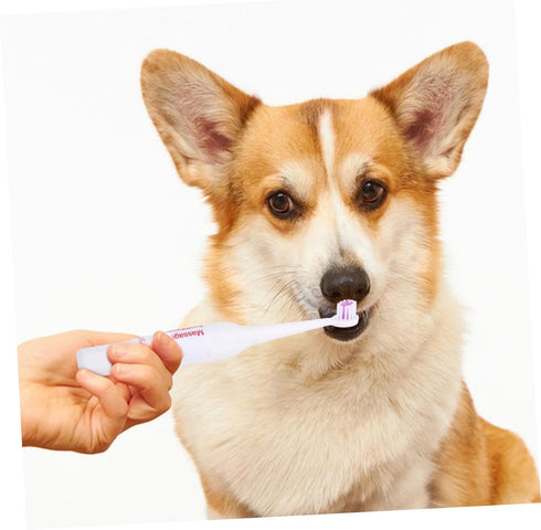 2pcs Electric Toothbrush for Pets Lightweight and Portable and Gums Cleaning for Dogs and Cats Random No Batteries