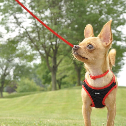 Coastal Pet Li'l Pals Dog Leash with E-Z Snap, 6' x 5/16", Neon Pink (1-Unit)