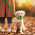 6 Packs Slip Lead Dog Leash, Durable and Comfortable for Cats, Dogs, and Small Animals
