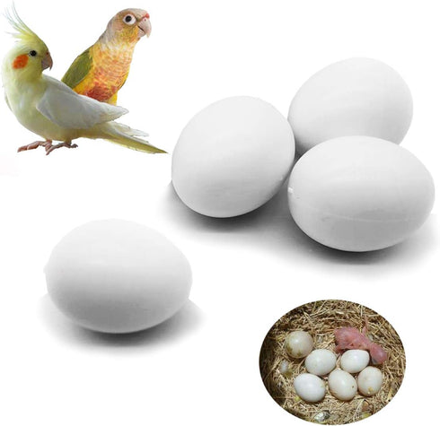 FOIBURELY 4 Pcs Solid Parrot Plastic Eggs Hatching Eggs Green Cheek, Lorikeet&Ringneck Dove,
