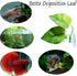 CousDUoBe 2 Pack Betta Fish Leaf Pad - Natural, Organic Rest Area for Fish Aquarium Ornaments