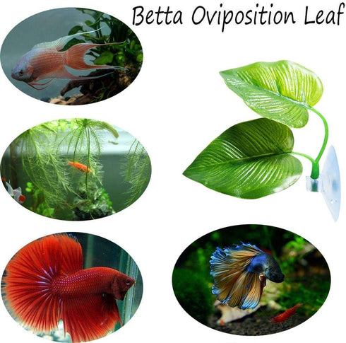 3 Pack Betta Fish Leaf Pad, Natural & Organic, Improves Betta's Health, Comfortable Rest Area for Aquarium