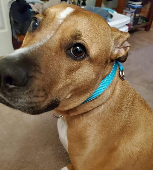 Reflective Slip Collar: Soft Nylon Training Choke Collar for Dogs, 22", Wide 1" (For Dogs 39-60 lbs)