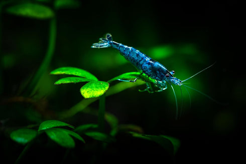 Aquaticblendedfoods 32oz A415 Ultra+ Freshwater Shrimp Food,Calcium,Spirulina,Crayfish & Snail Mix,Cherry Shrimp,Bottom