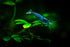 Aquaticblendedfoods 32oz A415 Ultra+ Freshwater Shrimp Food,Calcium,Spirulina,Crayfish & Snail Mix,Cherry Shrimp,Bottom