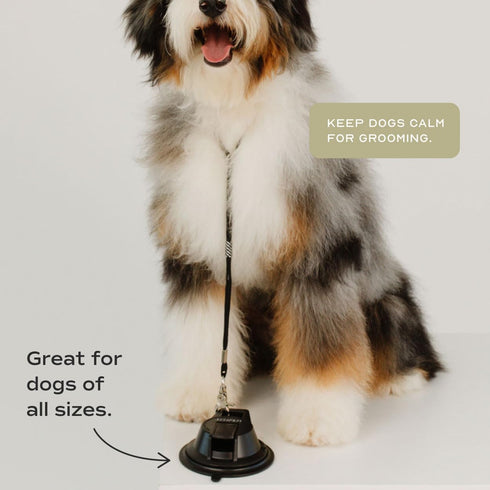 Heavy Duty Suction Cup Dog Leash to Keep Them in Place for Bath Time and Grooming with Adjustable Loop