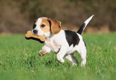 Natural Suede Leather Chew Toy for Adult Dogs and Puppies, Tough Durable Fun Chewing Interactive Pet Toy (Bone Shape)