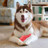 Dog Chew Toys, Tough Durable Rubber Puppy Toy for Aggressive Chewers, Interactive Toys for Medium Large Breed