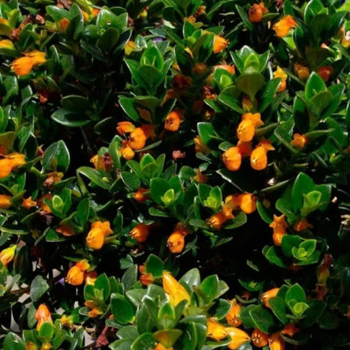 LRWI 4'' 4-7 Inch Trailing Goldfish Plant Live in Pot, Hardy Goldfish Plant for Hanging Basket, Easy-Care Houseplant