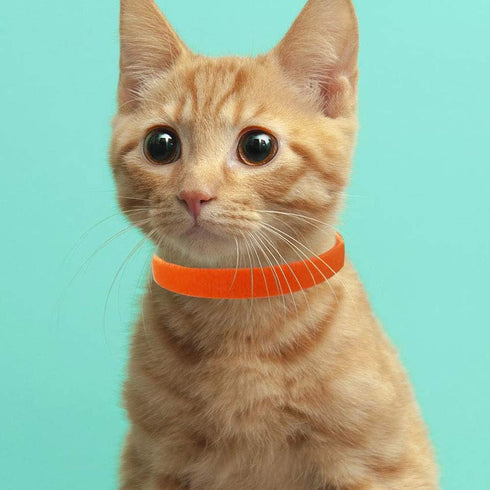15 Colors Puppy ID Collars - Soft, Adjustable & Reusable, Suitable for Newborn Pet Dogs and Cats