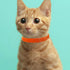 15 Colors Puppy ID Collars - Soft, Adjustable & Reusable, Suitable for Newborn Pet Dogs and Cats