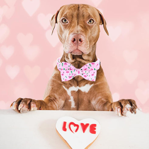 Lionheart Glory Dog Bow Collar, Valentine's Day Dog Collar for Small Dogs, Pink Collar with Bowtie Spring Design