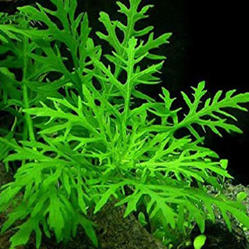 5-7 Water Wisteria Aquarium Live Plant Stems, Water Wisteria Live Aquatic Plants for Freshwater Aquarium, Live Aquarium