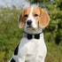 Rhinestone Dog Collar, Soft Suede Leather Dazzling Sparkling Collar for Pet Dog Puppy with Crystal Diamond