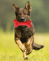 German Shepherd Dog Chew Toys - Indestructible Beef Flavored Durable Rubber Bone Toy for Large/Medium Dogs