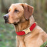 PET ARTIST Soft & Comfy Girl Dog Collars, Classic Christmas Red Leather for Medium Dogs, Durable Nylon with Quick